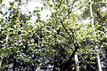 بهار در قاب دانشگاه علوم بهزیستی و توانبخشی